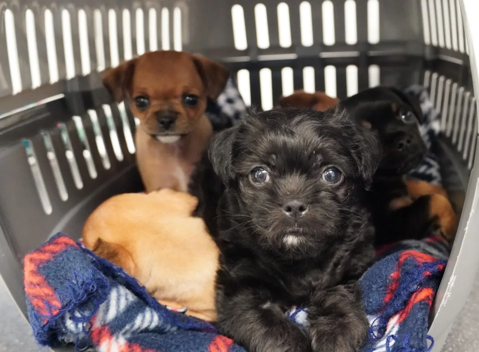chihuahua puppies hero image 1536x0 c default