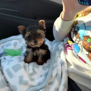 sam