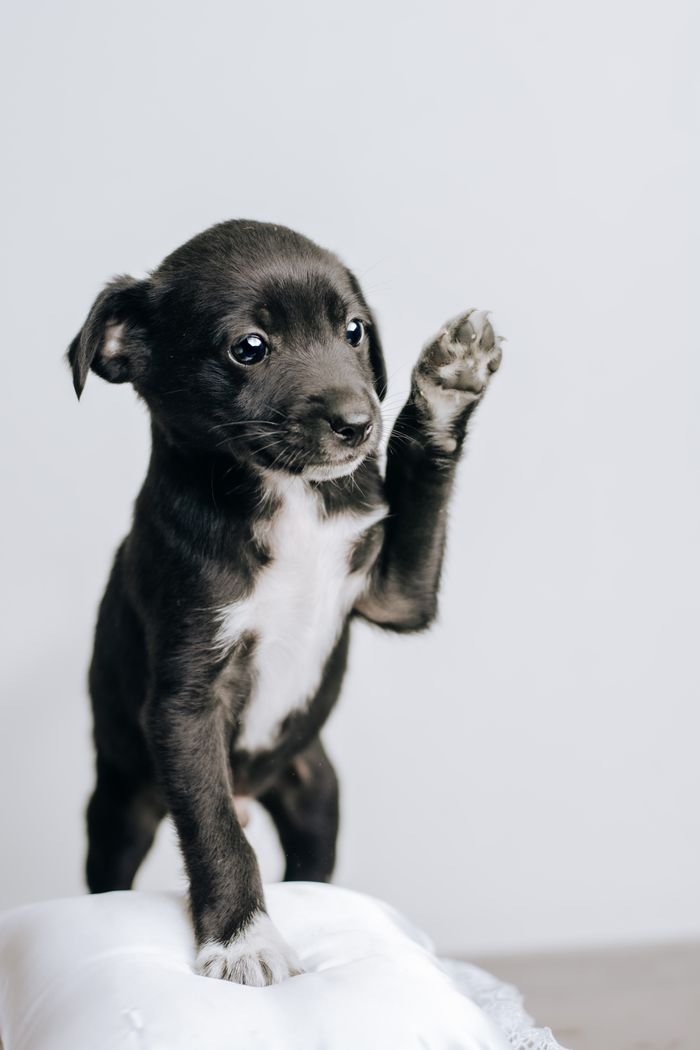 Cute black puppy raising its paw, perfect for pet lovers and mobile wallpapers.
