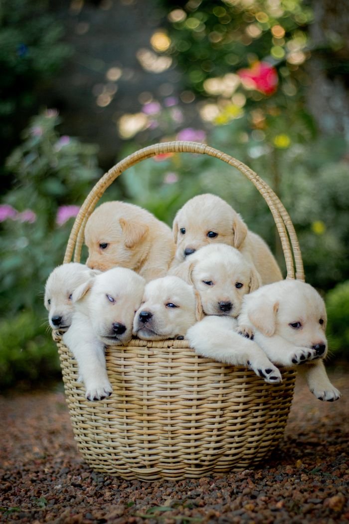 Seven cute Labrador puppies snugly fit in a wicker basket outdoors, perfect for pet lovers.