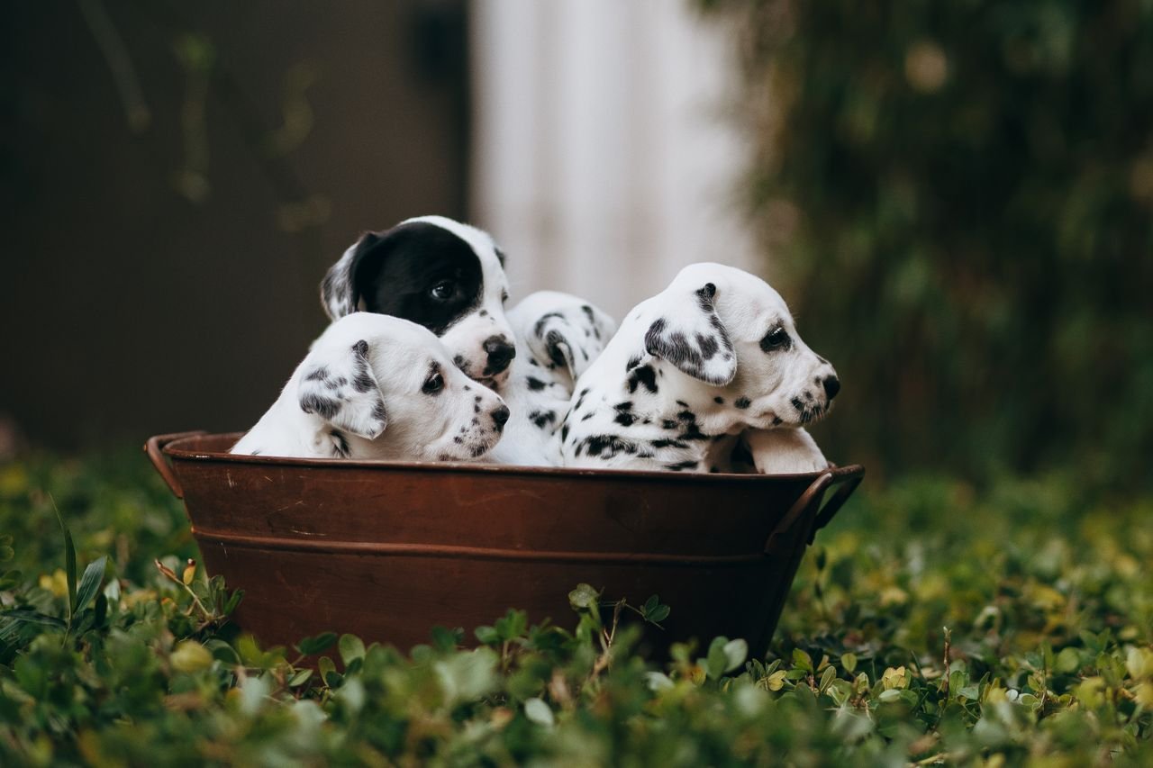 Mastering the First Impression: Your intriguing post title goes here A group of cute Dalmatian puppies sitting in a rustic basket surrounded by greenery.