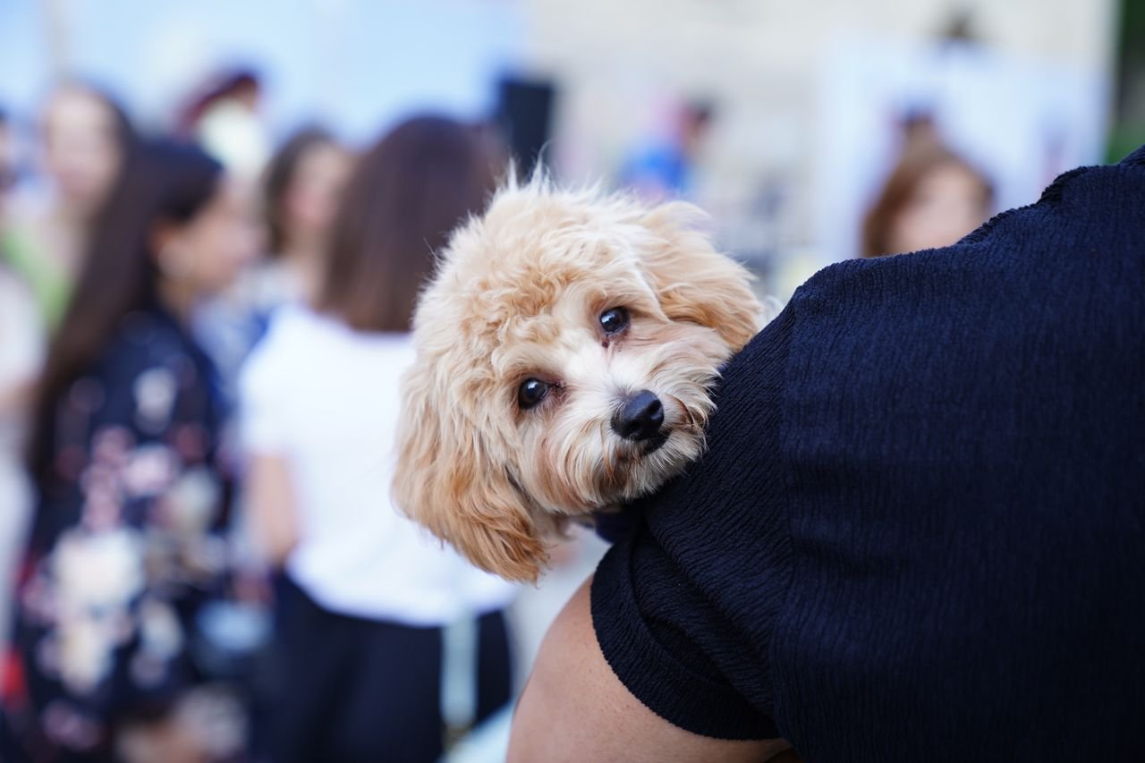 The Art of Drawing Readers In: Your attractive post title goes here Adorable Labradoodle puppy being held in a lively outdoor setting with people.