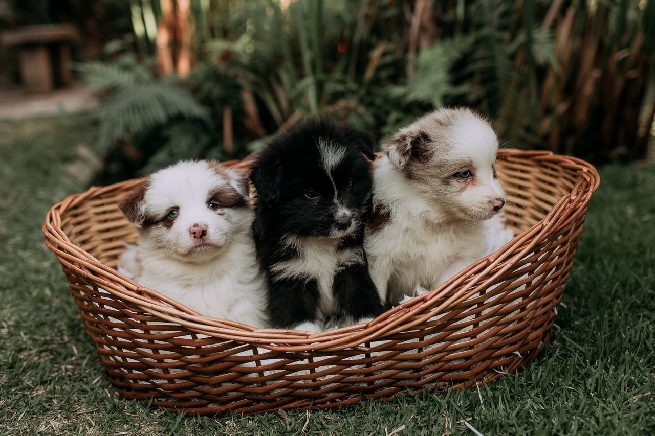 Three cute puppies sitting in a wicker basket surrounded by lush greenery in a garden setting.