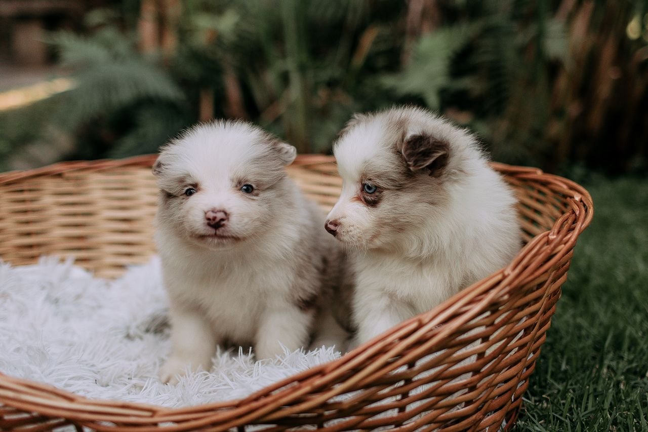 Cute Australian Shepherd puppies in a wicker basket, outdoors, on a sunny day.