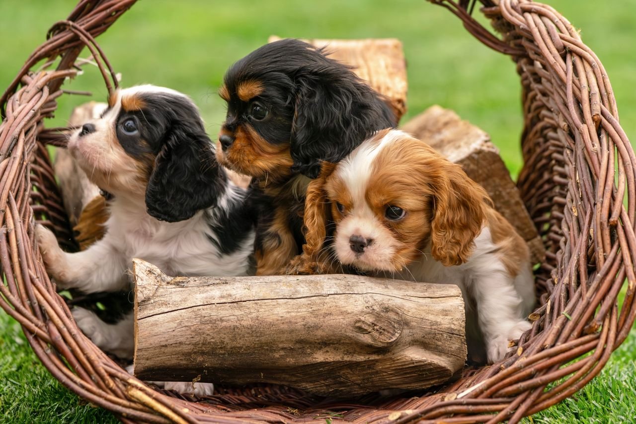 Crafting Captivating Headlines: Your awesome post title goes here Three Cavalier King Charles Spaniel puppies nestled in a wicker basket outdoors, showcasing their cute and playful nature.