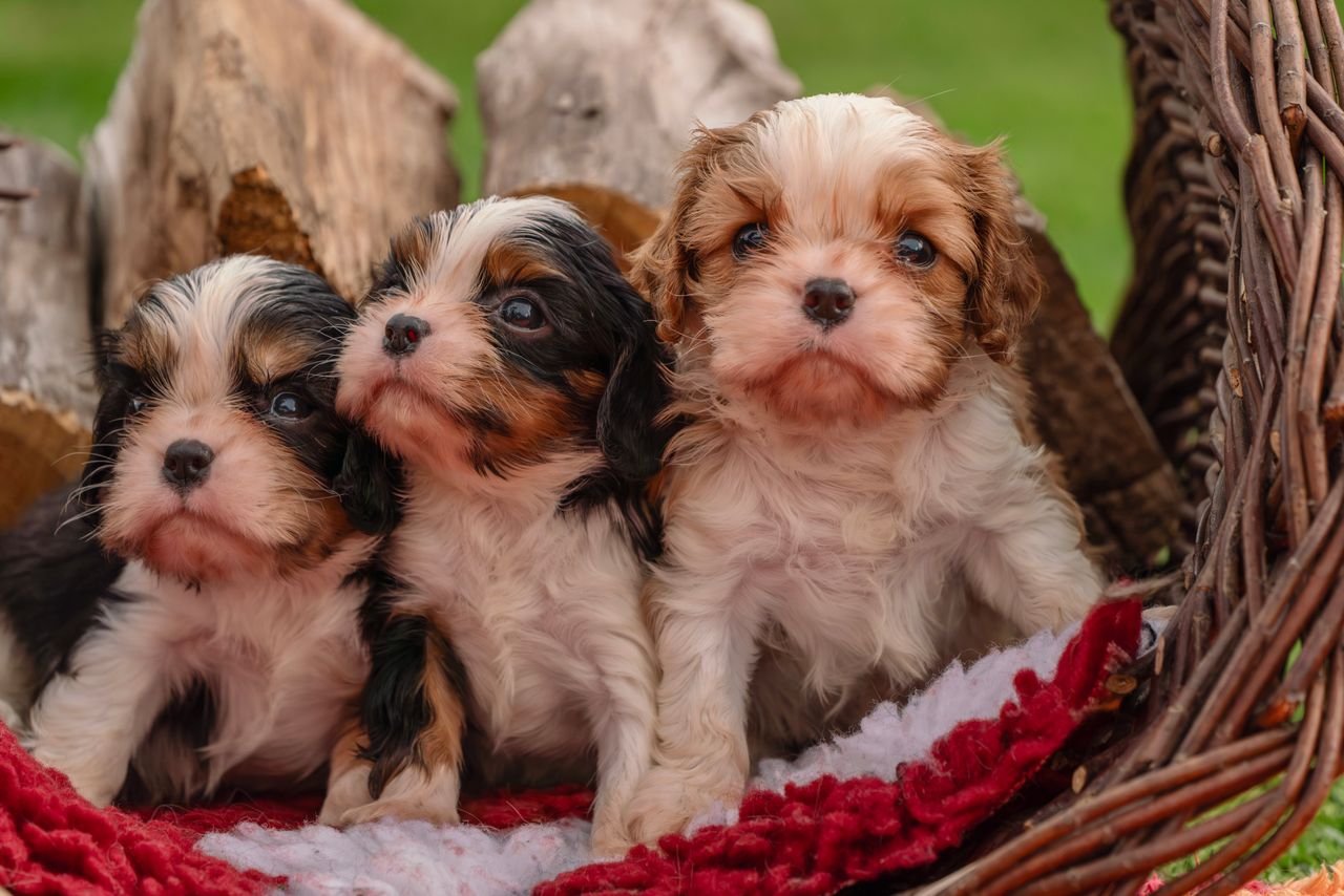 journey Three cute Cavalier King Charles Spaniel puppies sitting in a wicker basket outdoors, showcasing their fluffy fur and curious expressions.