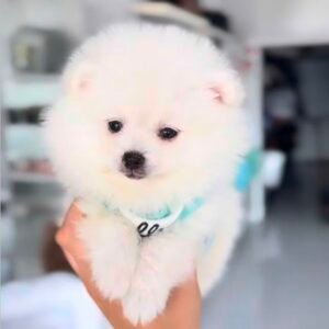 Shina